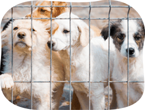 Puppies in a cage