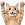 Cat Icon
