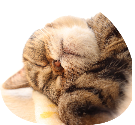 A sleeping cat